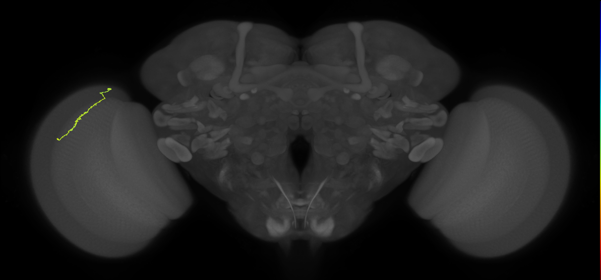 Dm3a_L (MaleCNS:147097)