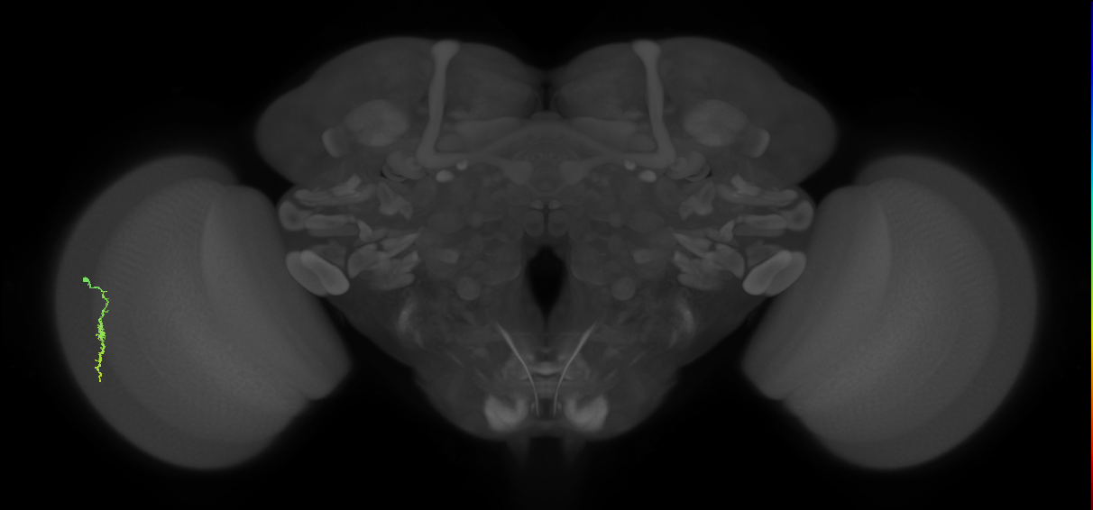 Dm3a_L (MaleCNS:118448)