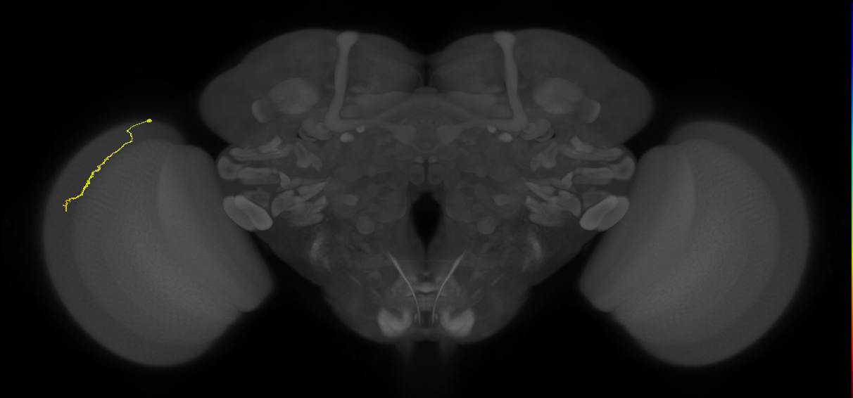Dm3a_L (MaleCNS:149557)