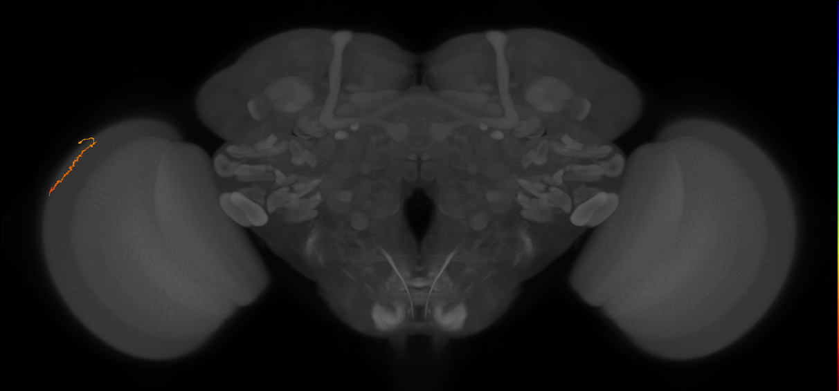 Dm3a_L (MaleCNS:143869)