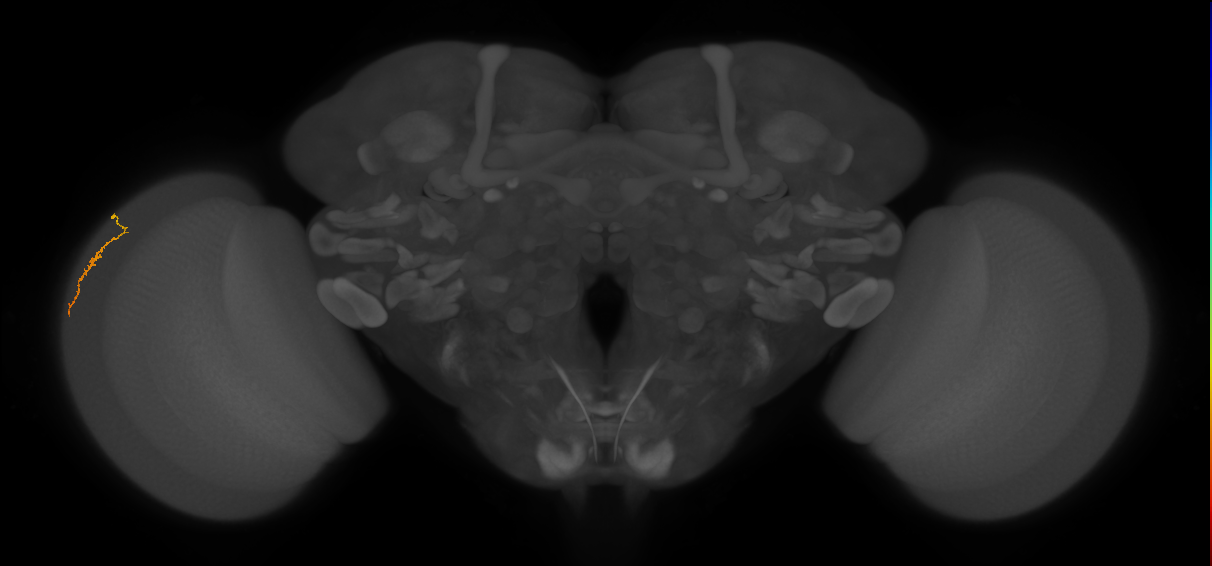 Dm3a_L (MaleCNS:186060)