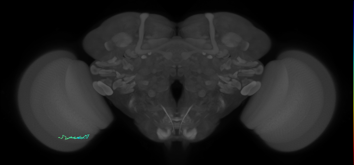 Dm3b_L (MaleCNS:148818)