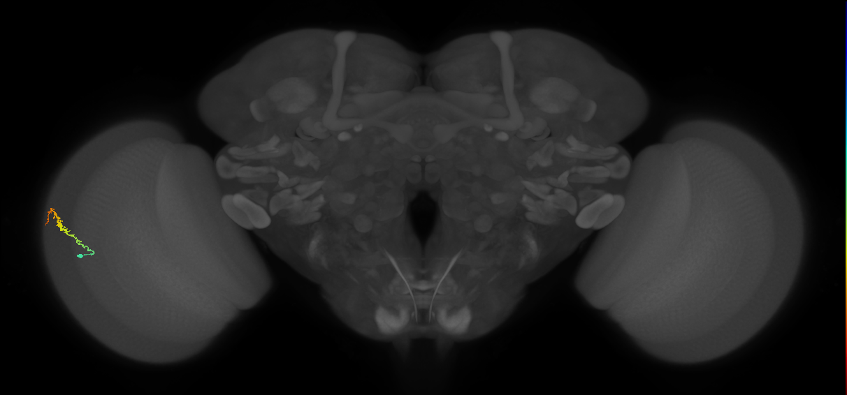 Dm3b_L (MaleCNS:69010)