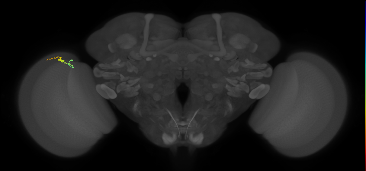 Dm3b_L (MaleCNS:185072)