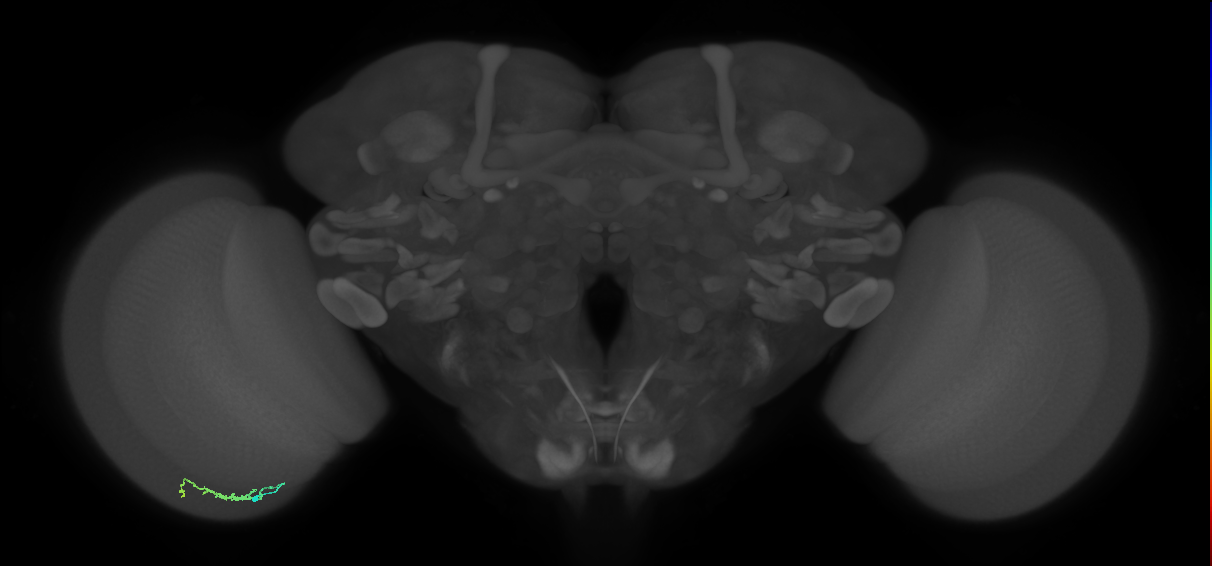 Dm3b_L (MaleCNS:203538)