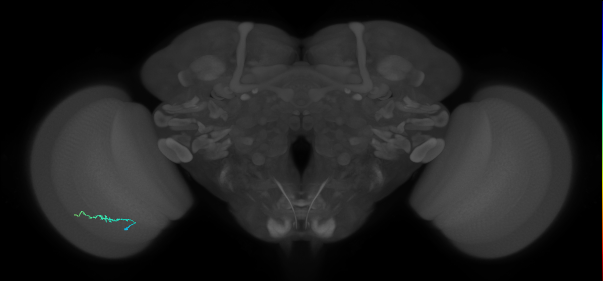Dm3b_L (MaleCNS:102340)