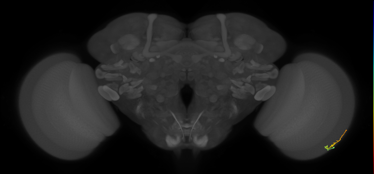 Dm3b_R (MaleCNS:141516)