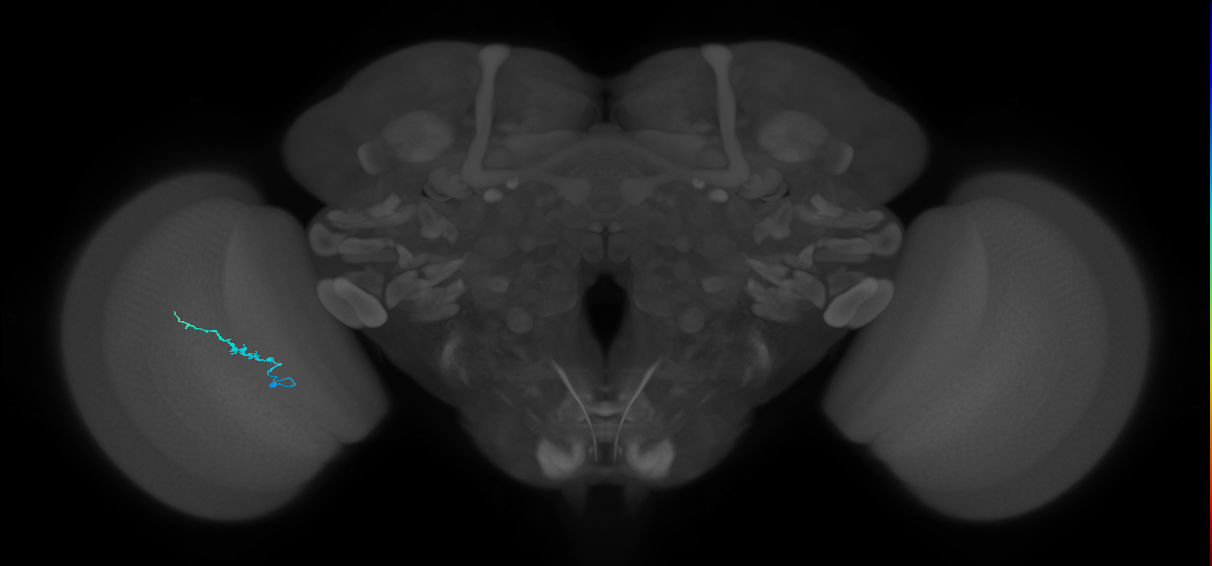 Dm3b_L (MaleCNS:219126)