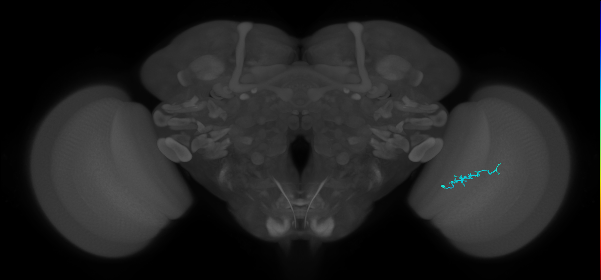 Dm3b_R (MaleCNS:140725)
