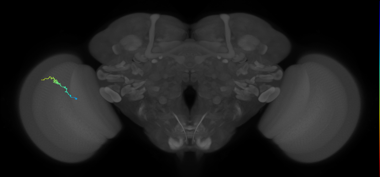 Dm3b_L (MaleCNS:202633)