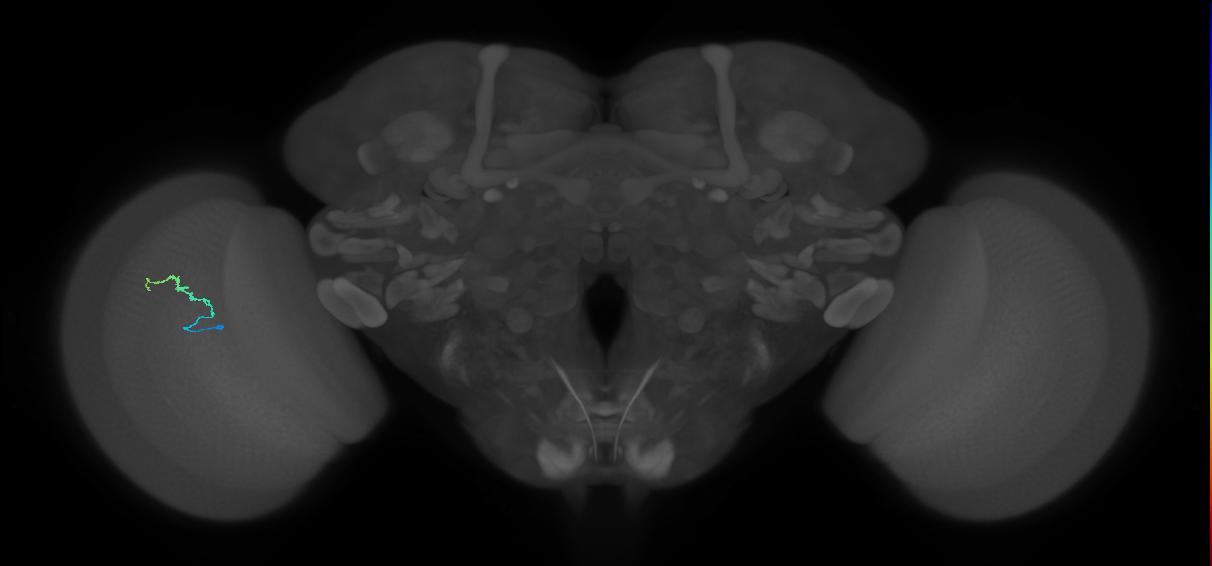 Dm3b_L (MaleCNS:580726)