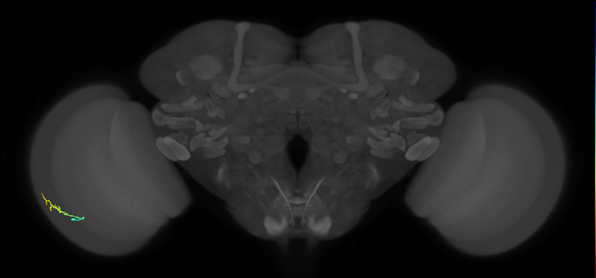 Dm3b_L (MaleCNS:142049)