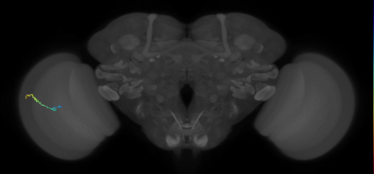Dm3b_L (MaleCNS:543369)