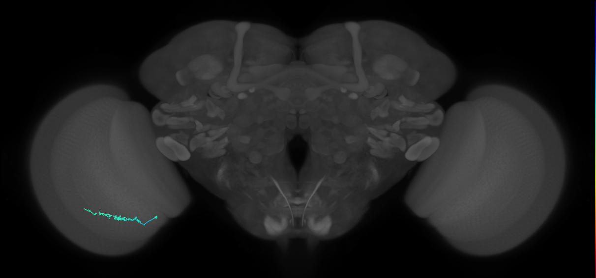 Dm3b_L (MaleCNS:221011)