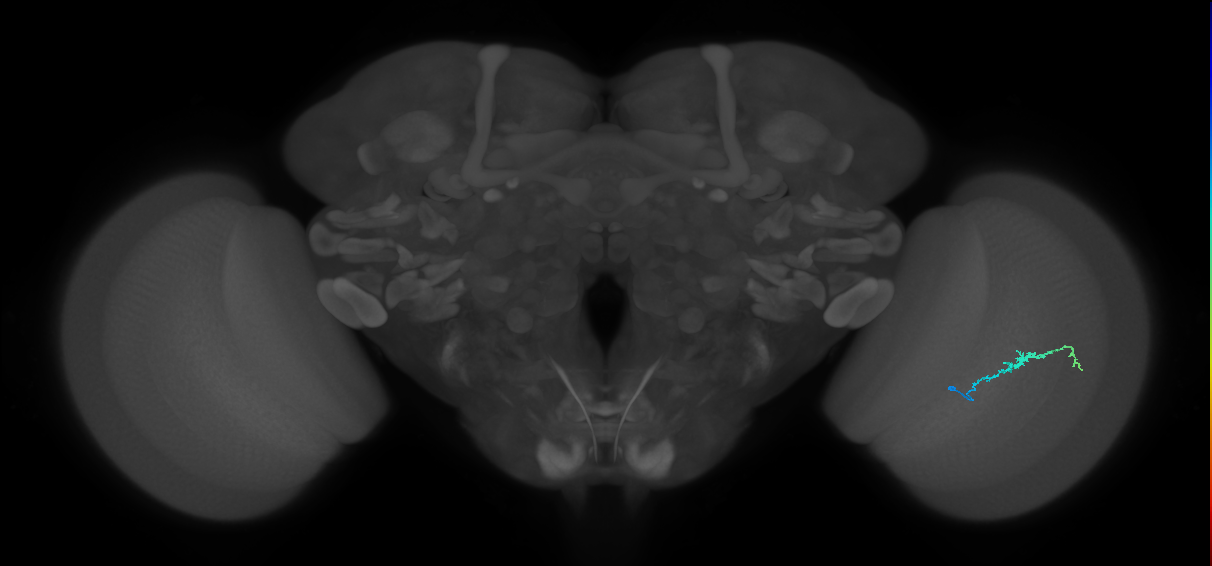 Dm3b_R (MaleCNS:128023)
