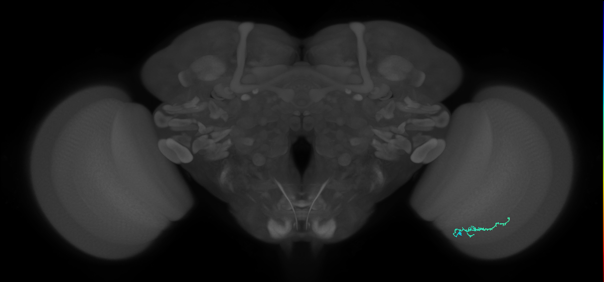 Dm3b_R (MaleCNS:140985)
