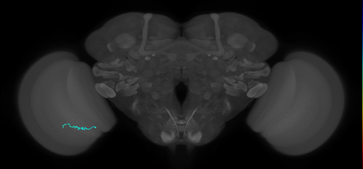 Dm3b_L (MaleCNS:152876)
