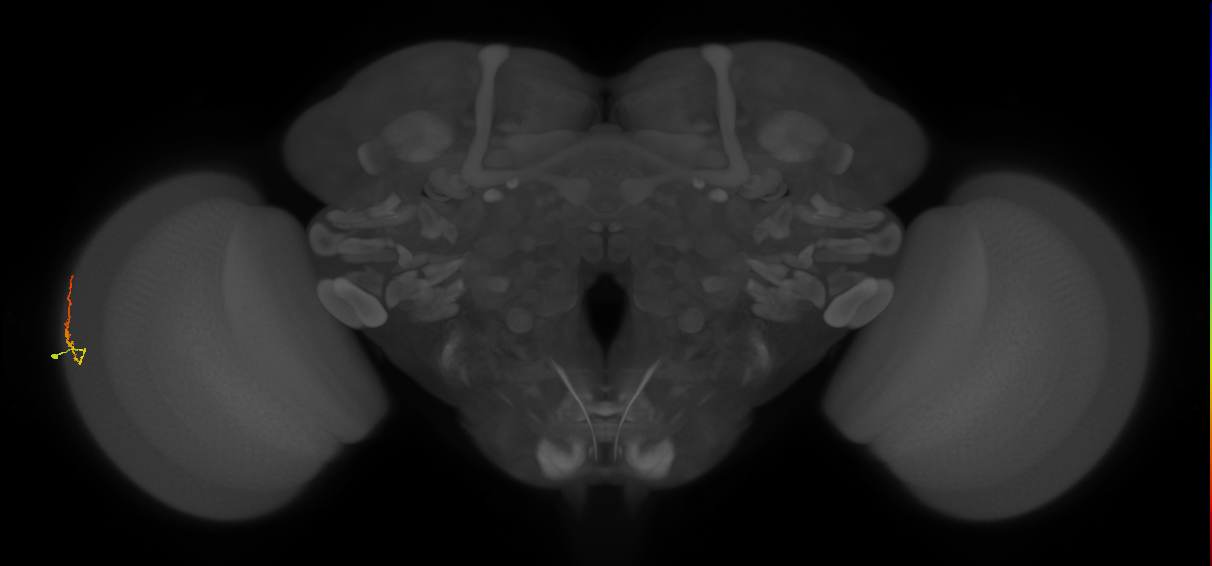 Dm3b_L (MaleCNS:201485)