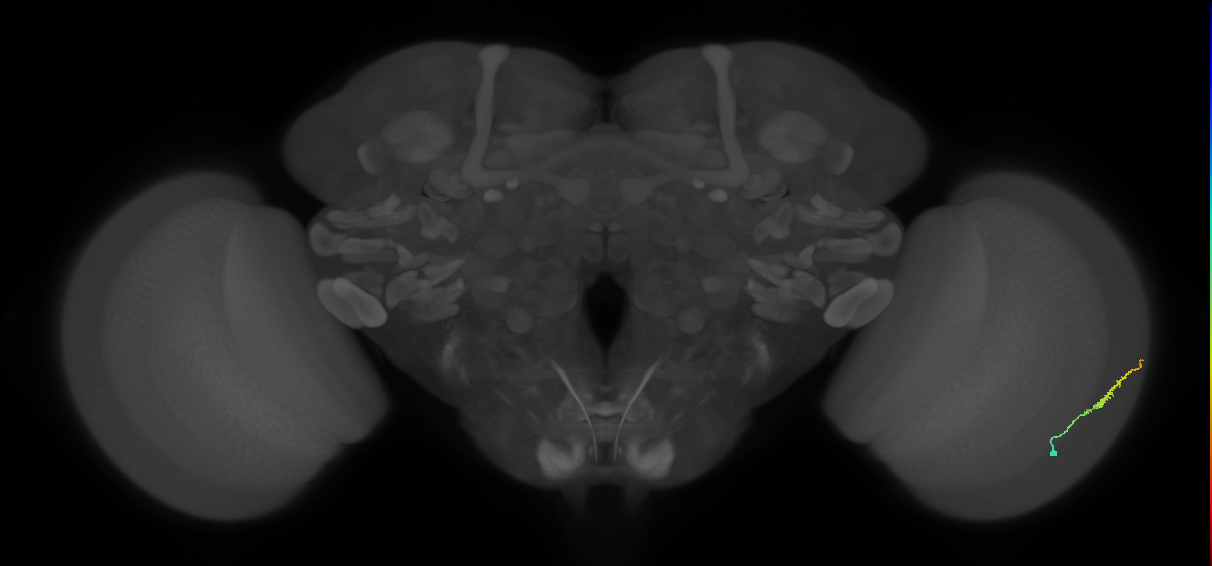 Dm3b_R (MaleCNS:120317)