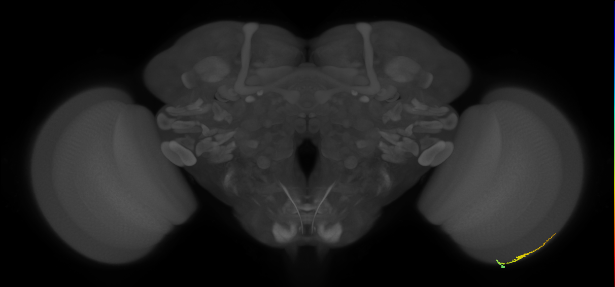 Dm3b_R (MaleCNS:141637)