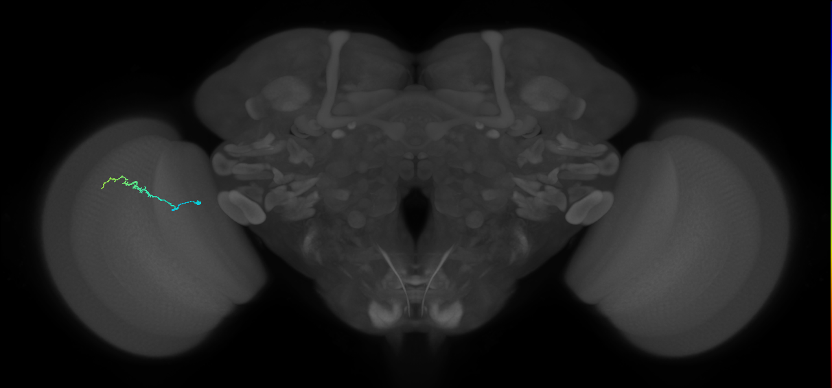 Dm3b_L (MaleCNS:152810)