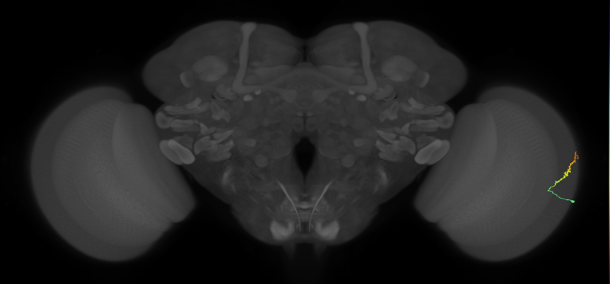 Dm3b_R (MaleCNS:132706)