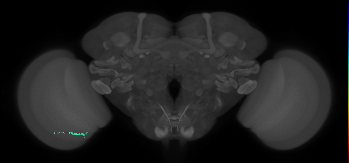 Dm3b_L (MaleCNS:154679)