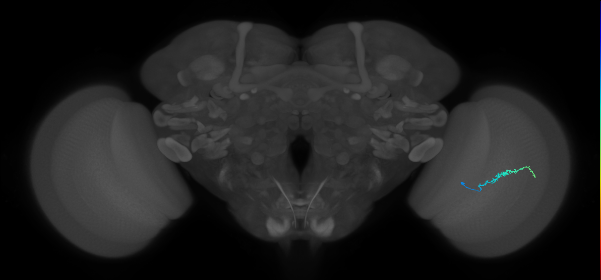 Dm3b_R (MaleCNS:133807)