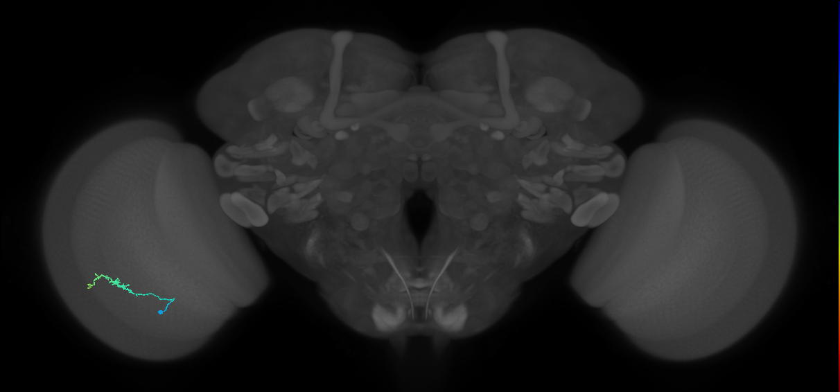 Dm3b_L (MaleCNS:135538)