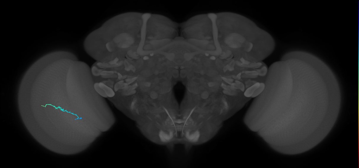 Dm3b_L (MaleCNS:580852)