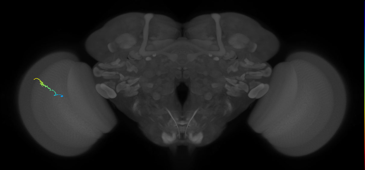 Dm3b_L (MaleCNS:516542)