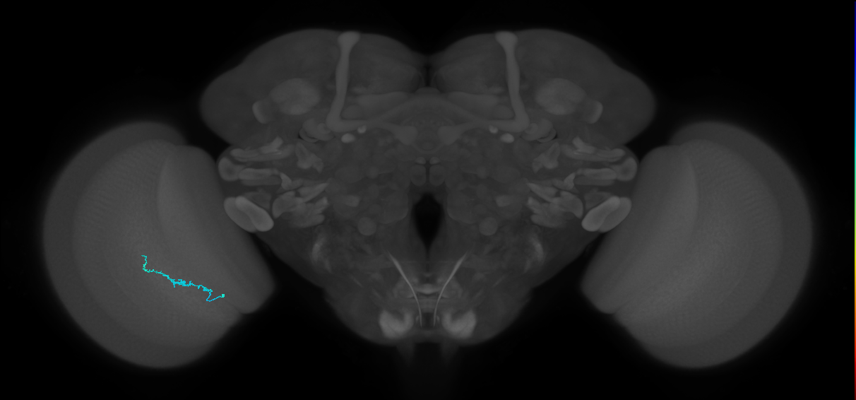 Dm3b_L (MaleCNS:191543)