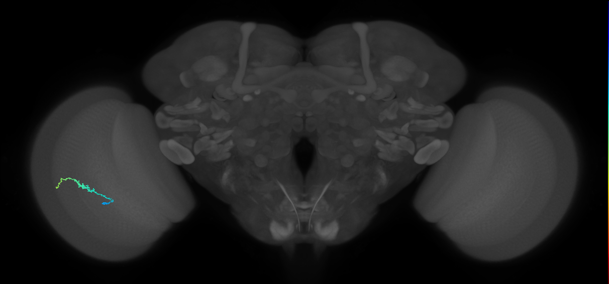 Dm3b_L (MaleCNS:552269)