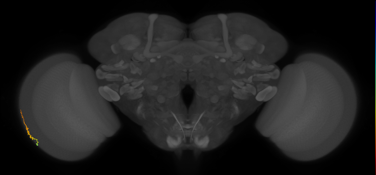 Dm3b_L (MaleCNS:575345)