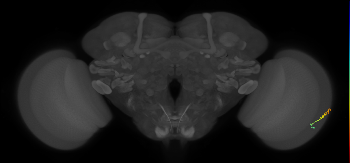 Dm3b_R (MaleCNS:109591)