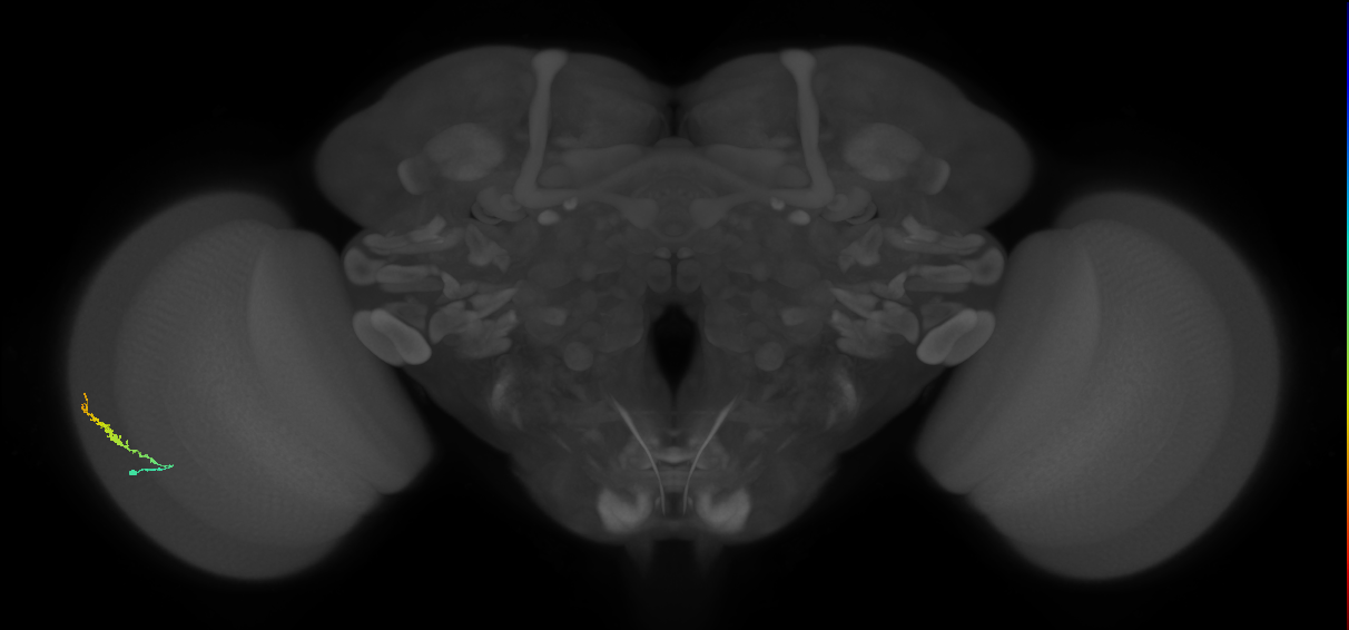 Dm3b_L (MaleCNS:537492)