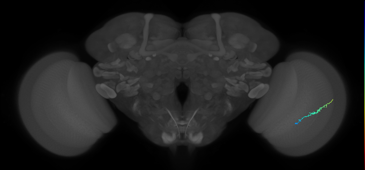 Dm3b_R (MaleCNS:132078)