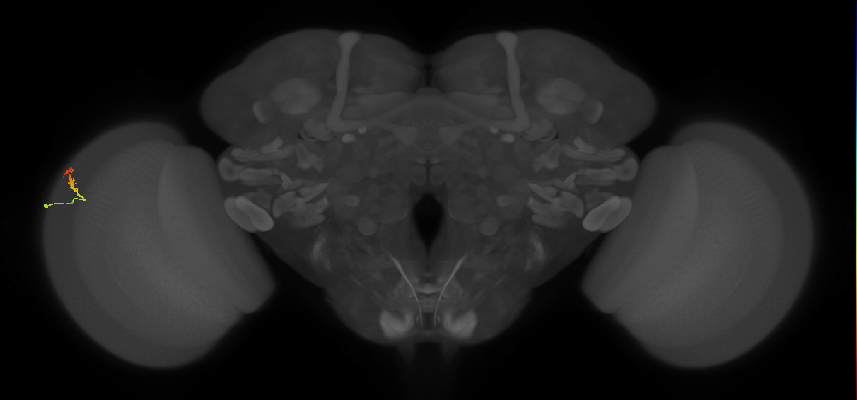 Dm3b_L (MaleCNS:139127)