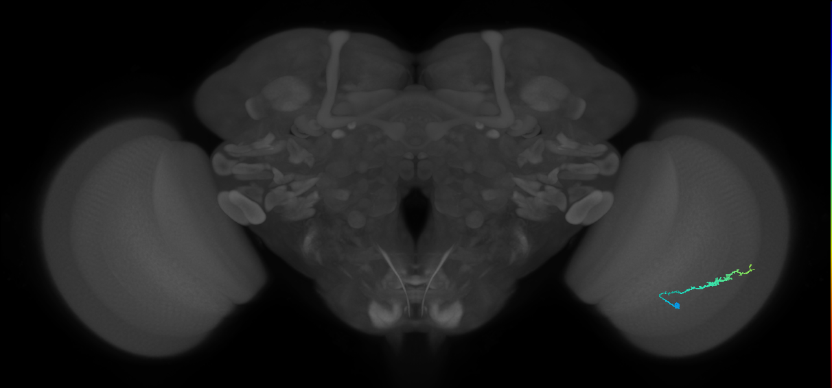 Dm3b_R (MaleCNS:104239)