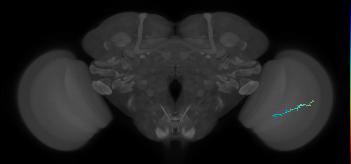 Dm3b_R (MaleCNS:128018)