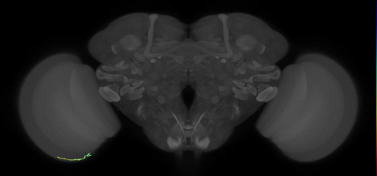 Dm3b_L (MaleCNS:241696)