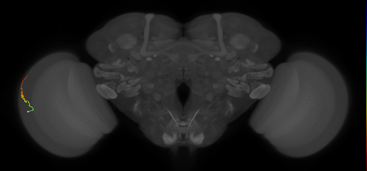 Dm3b_L (MaleCNS:128306)