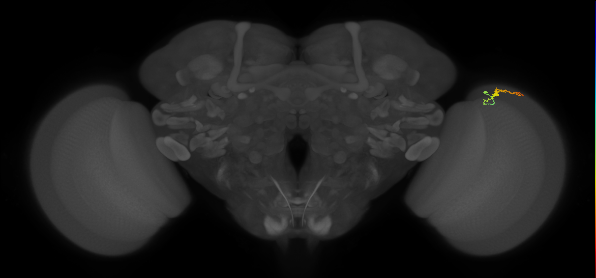 Dm3b_R (MaleCNS:133559)