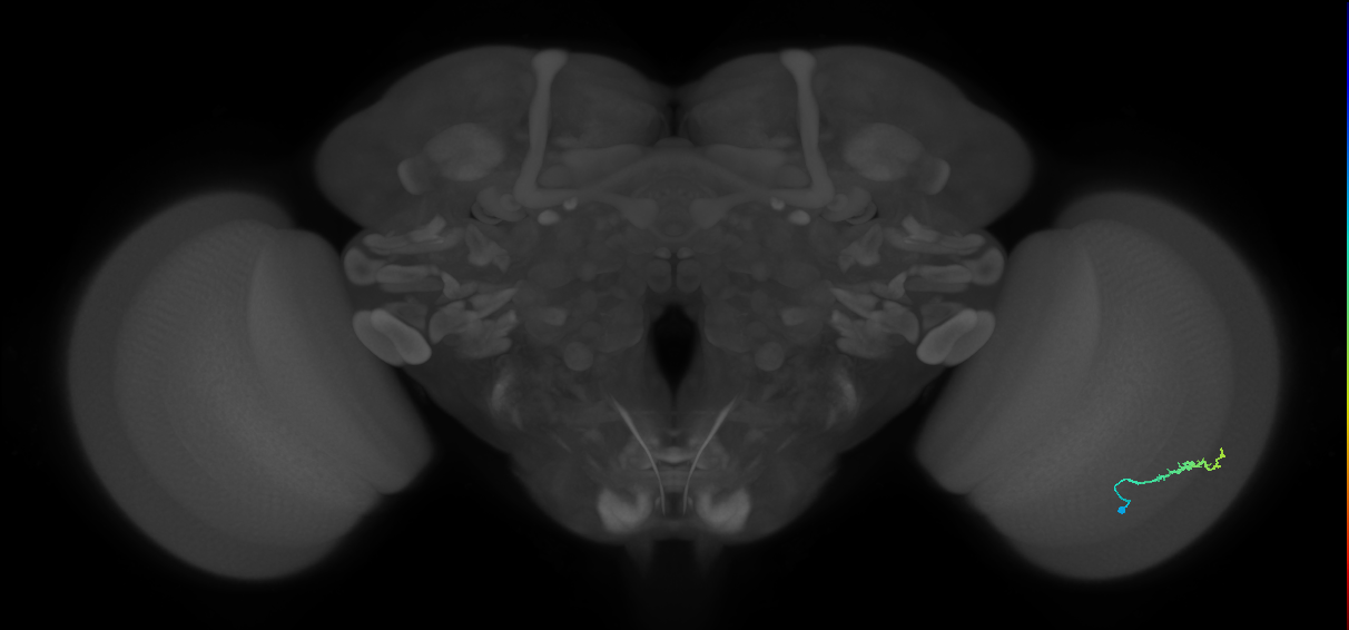 Dm3b_R (MaleCNS:121281)
