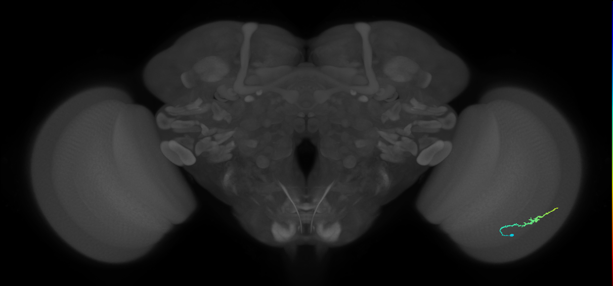 Dm3b_R (MaleCNS:116282)