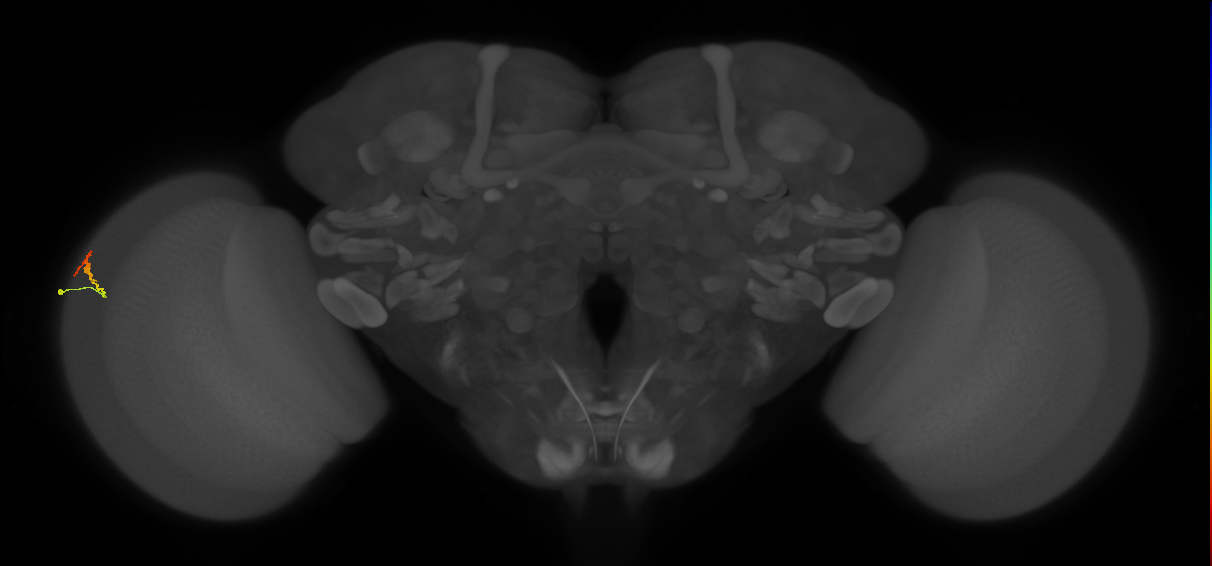Dm3b_L (MaleCNS:192765)