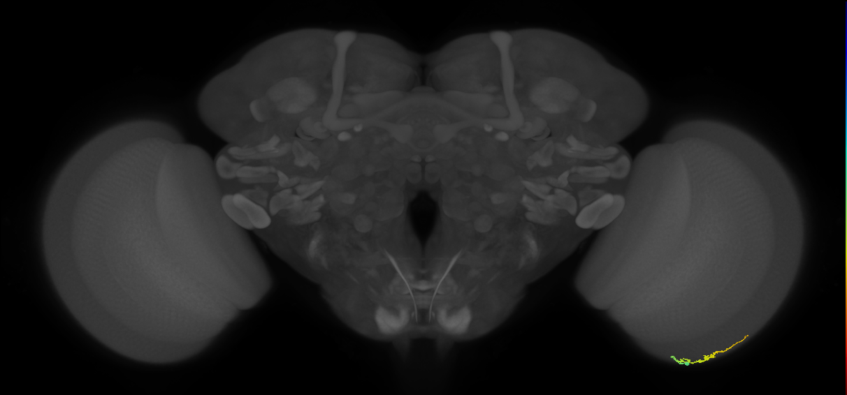 Dm3b_R (MaleCNS:151280)