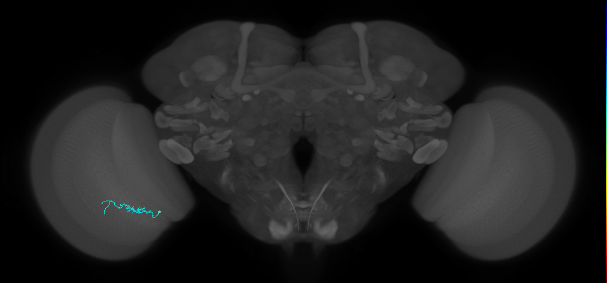 Dm3b_L (MaleCNS:217032)