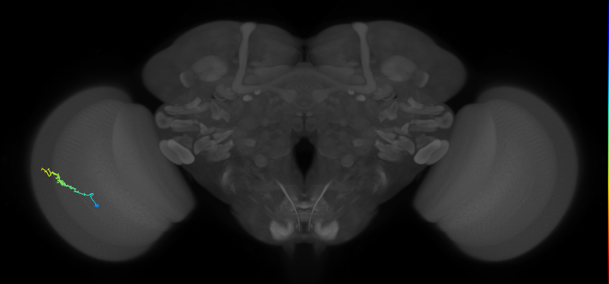 Dm3b_L (MaleCNS:57973)