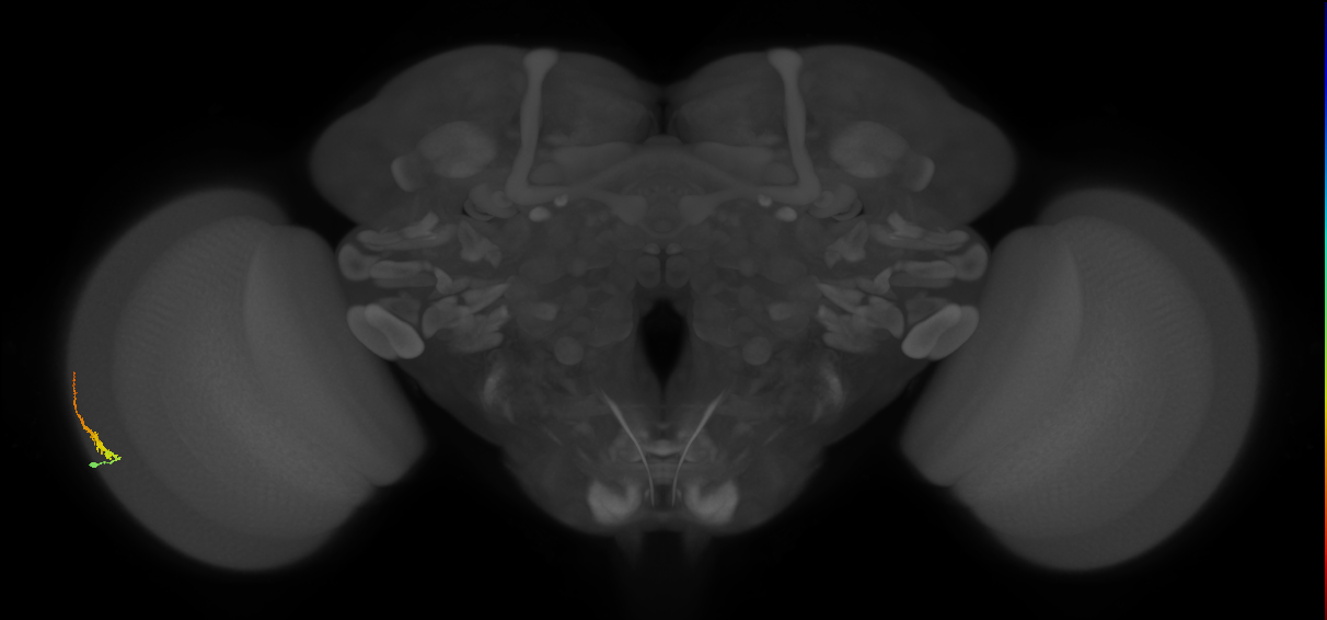 Dm3b_L (MaleCNS:124117)